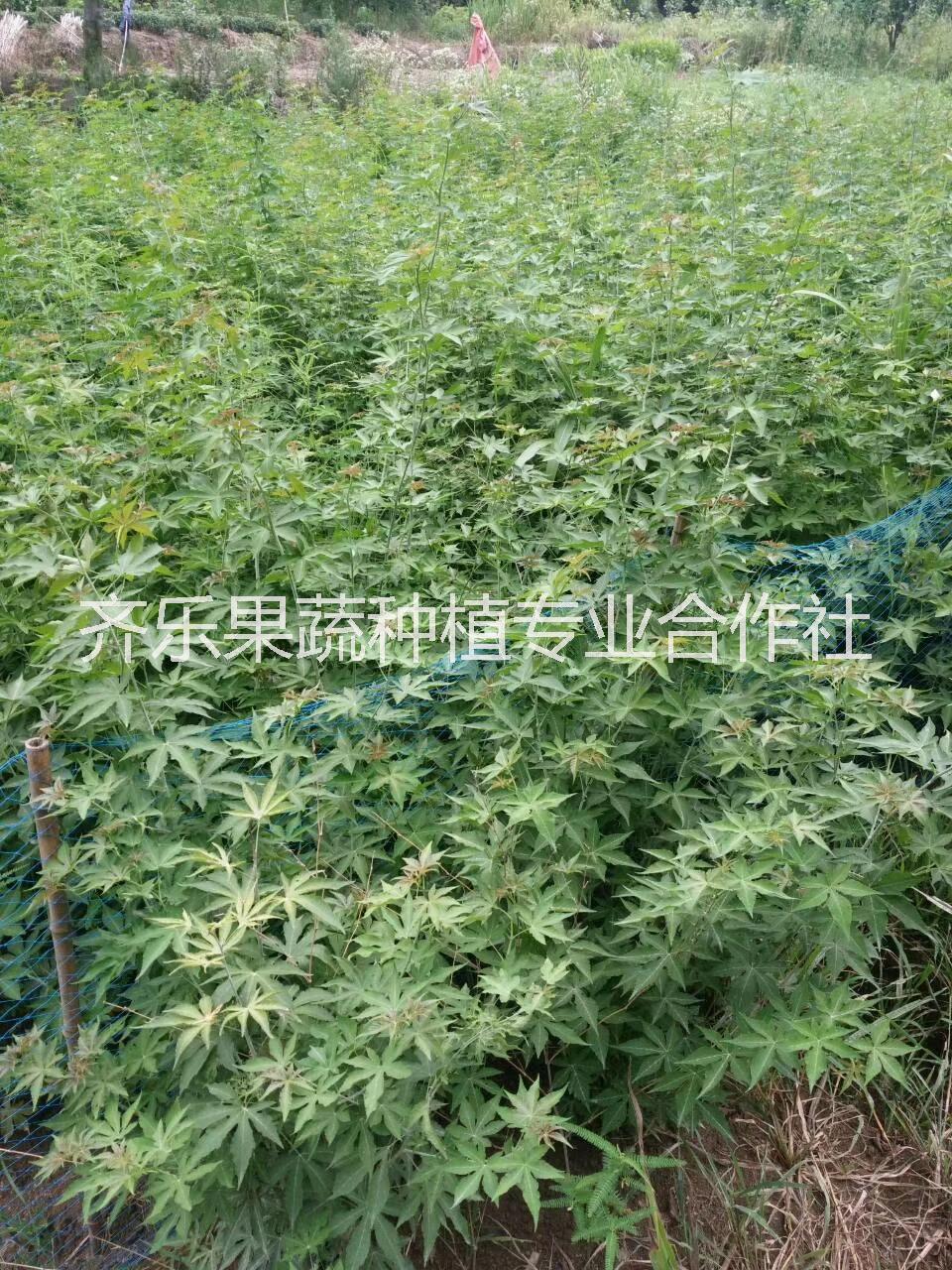 种植覆盆子