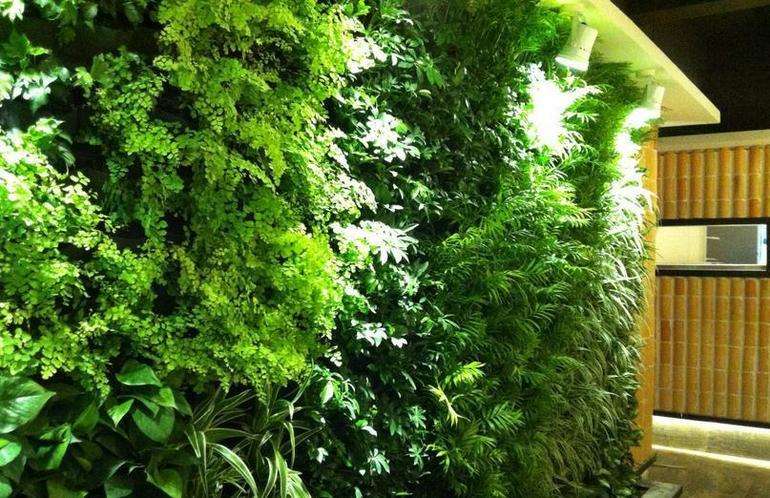 植物墻圖片/植物墻樣板圖 (2)