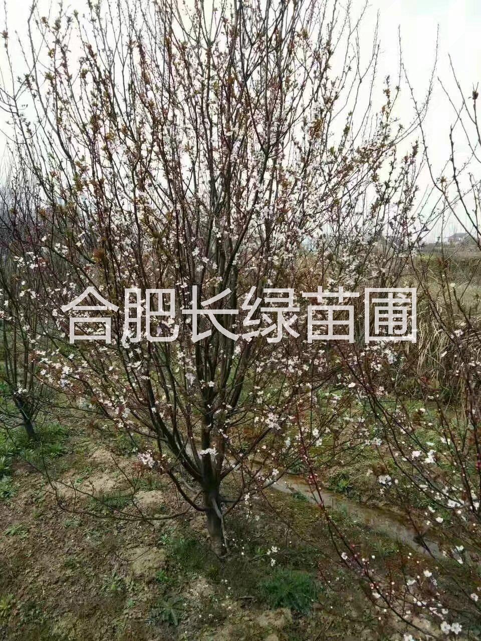 安徽合肥紅葉李地徑2-15公分價格，肥西叢生紅葉李苗圃基地