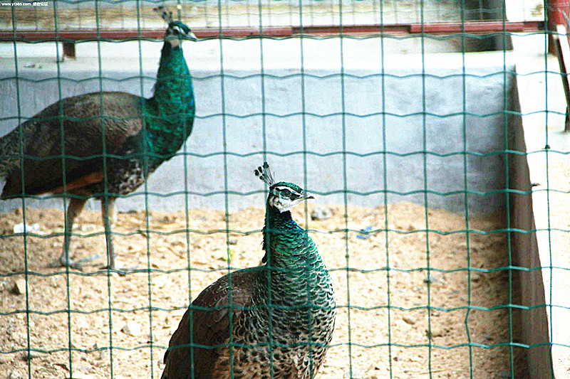 養(yǎng)殖網(wǎng)圖片/養(yǎng)殖網(wǎng)樣板圖 (2)