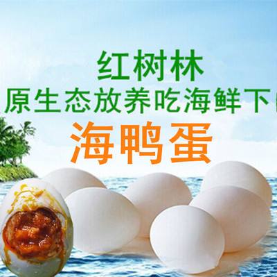 海鴨蛋圖片/海鴨蛋樣板圖 (1)