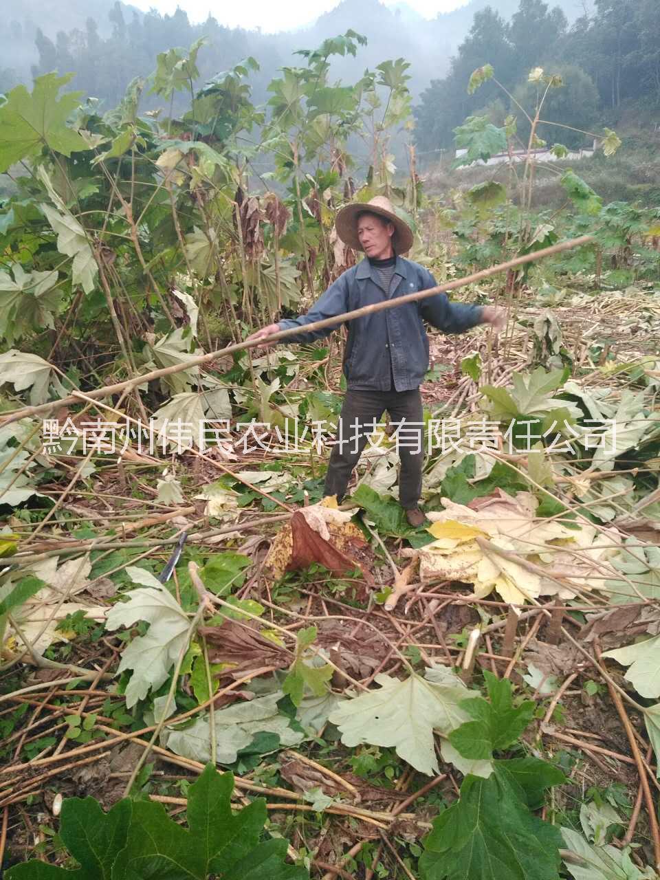 中藥材圖片/中藥材樣板圖 (4)