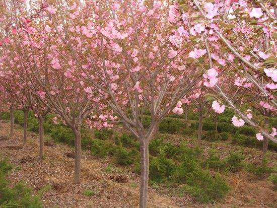 泰安市山东樱花厂家