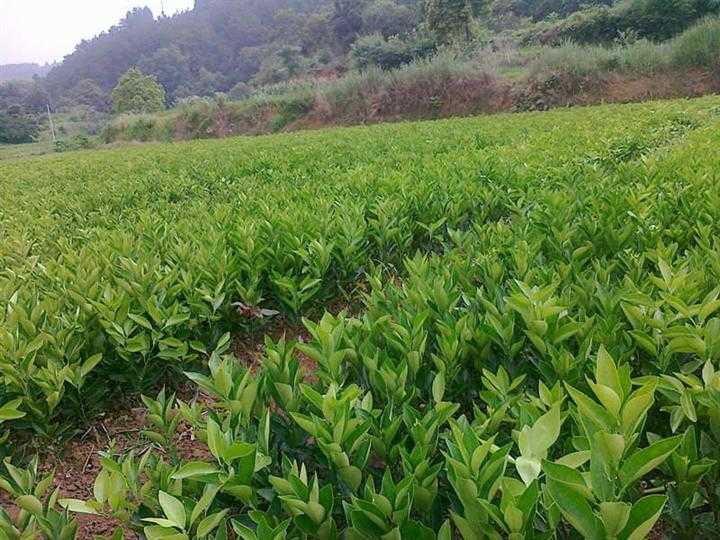 荆州市纽荷尔脐橙苗厂家优质纽荷尔脐橙树苗 纽荷尔脐橙苗