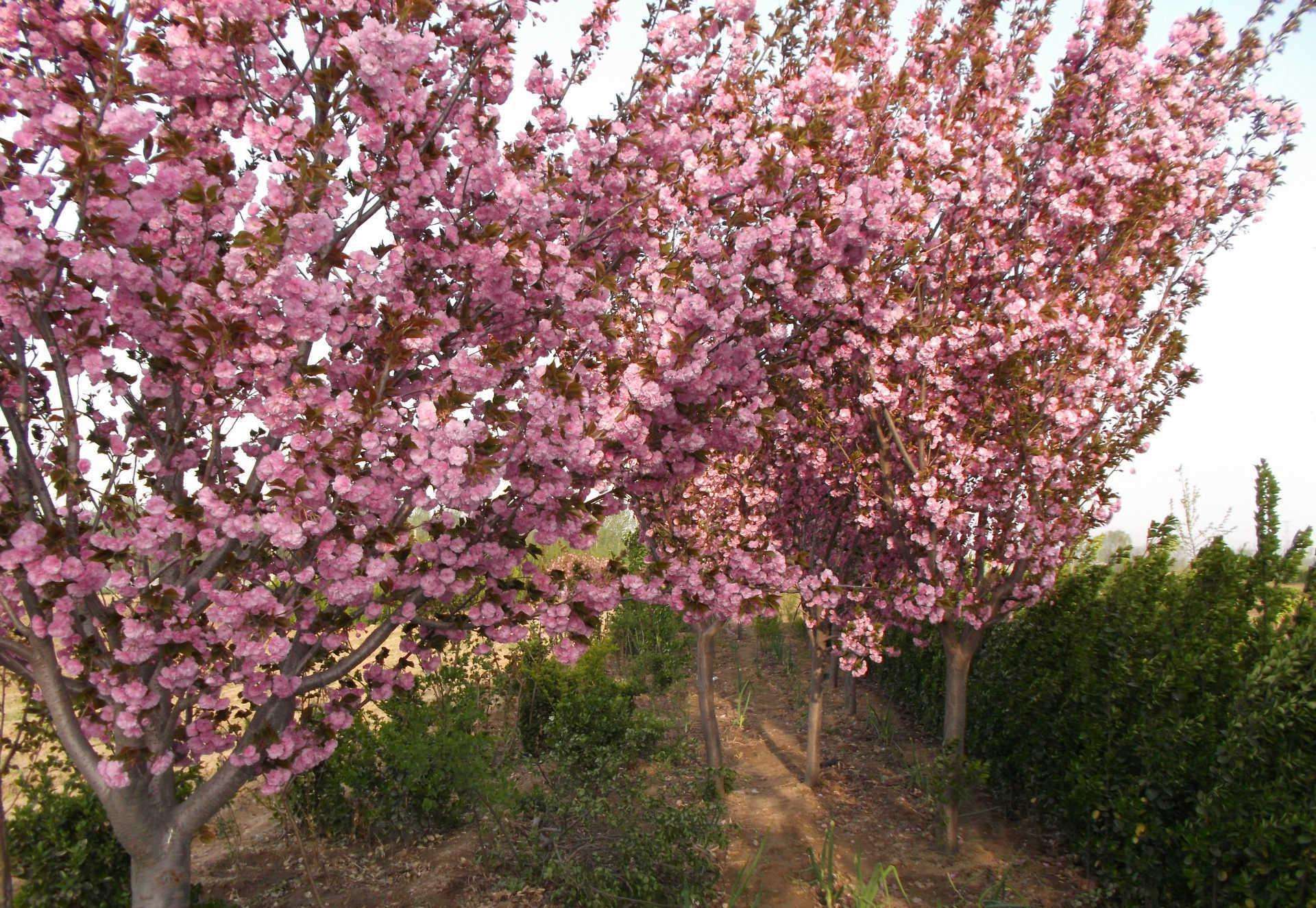 山东樱花山东樱花种植基地直销价格