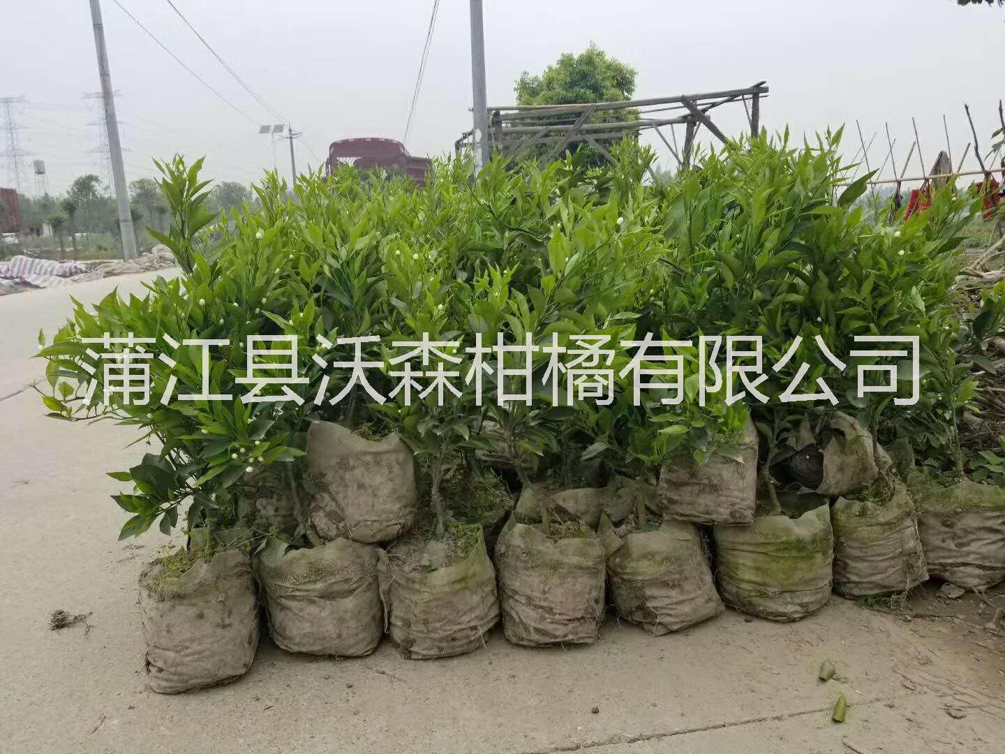 四川沃柑袋苗 四川成都沃柑袋苗 沃柑優(yōu)質(zhì)苗 沃柑杯苗