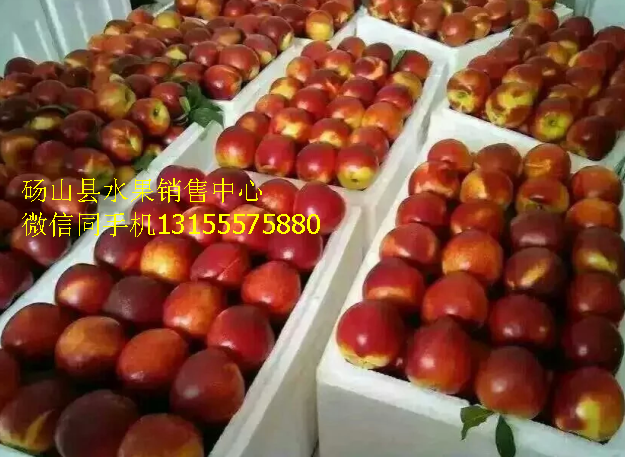 碭山縣油桃批發(fā)圖片