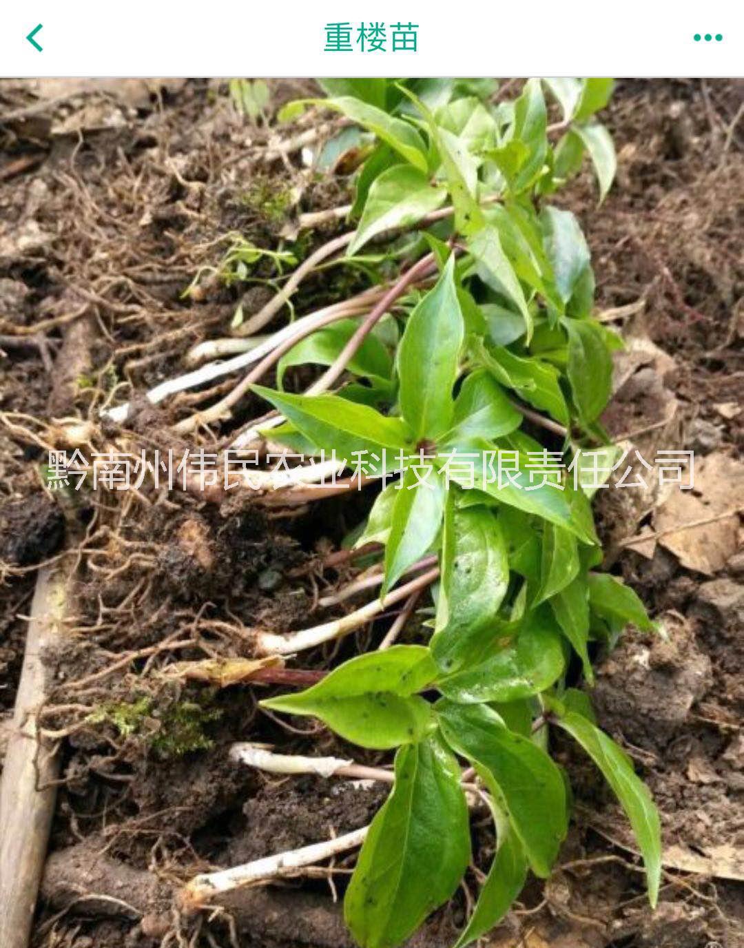 重樓苗圖片