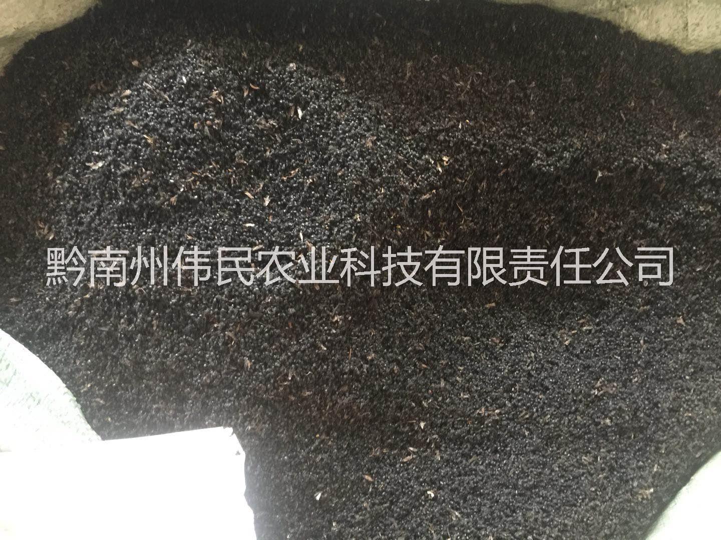 贵州黔南黑蚂蚁 13638546628 黑蚂蚁批发 贵州黑蚂蚁 黑蚂蚁供应商 黑蚂蚁图片