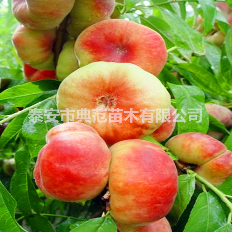 仲秋蟠桃樹苗圖片