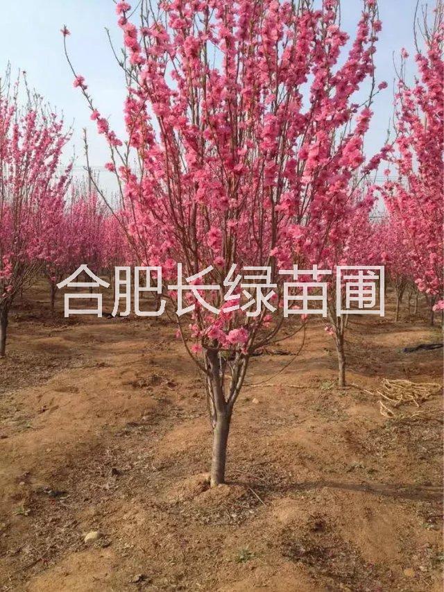 安徽合肥红叶碧桃 丛生紫荆 花石榴 丛生桂花 红叶李大量供应 红叶碧桃供应商 红叶碧桃价格图片