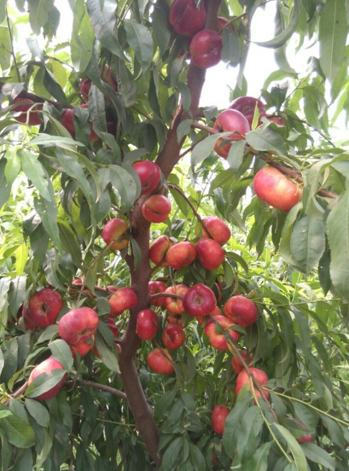 桃樹新品種油蟠7-7桃苗圖片/桃樹新品種油蟠7-7桃苗樣板圖 (4)