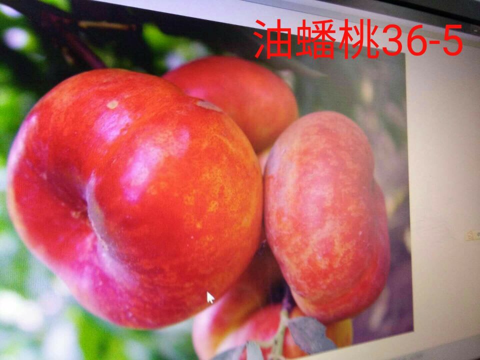 桃樹苗圖片/桃樹苗樣板圖 (2)