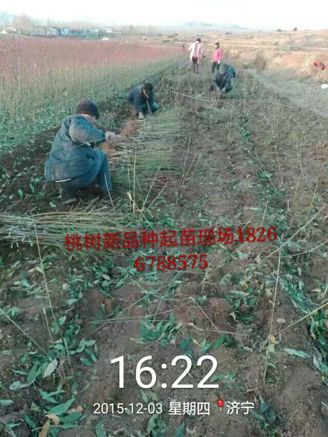 桃樹苗圖片/桃樹苗樣板圖 (4)