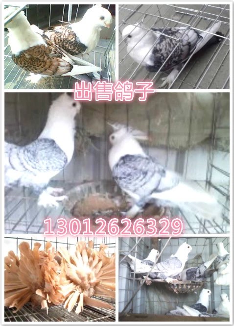 淑女鴿多少錢一只，黑花淑女鴿多少錢一只，淑女鴿的報價