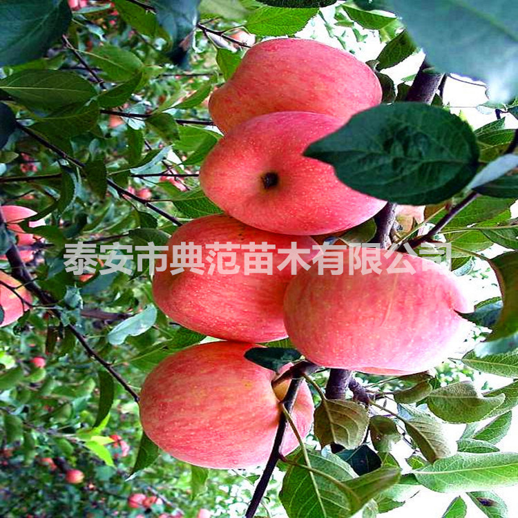 煙富8蘋果苗圖片