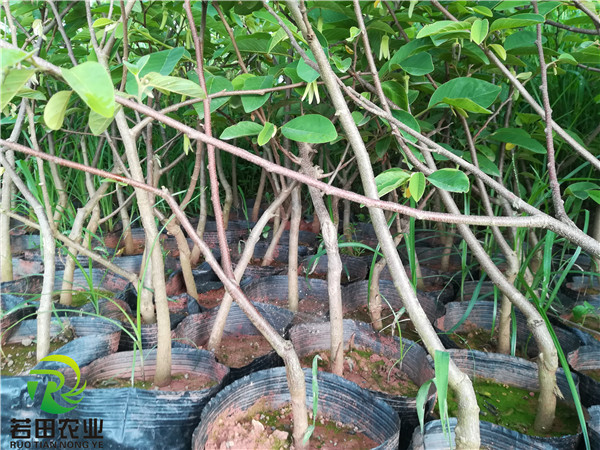 釋迦圖片/釋迦樣板圖 (4)