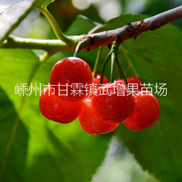 紅妃櫻桃圖片/紅妃櫻桃樣板圖 (2)