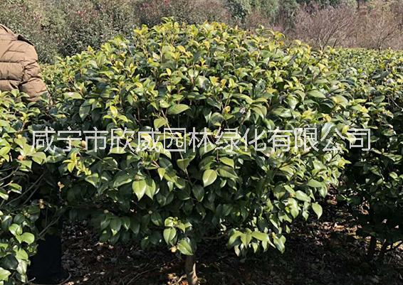 茶花树 茶花树  咸宁市茶花树批发 茶花树园林绿化 咸宁市茶花树种植基地