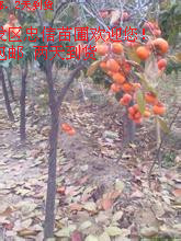 甜柿子苗圖片/甜柿子苗樣板圖 (4)