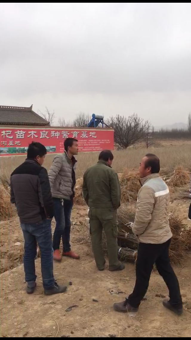 寧夏0909枸杞苗圖片/寧夏0909枸杞苗樣板圖 (4)