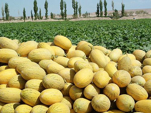 哈密瓜批發(fā)圖片/哈密瓜批發(fā)樣板圖 (3)