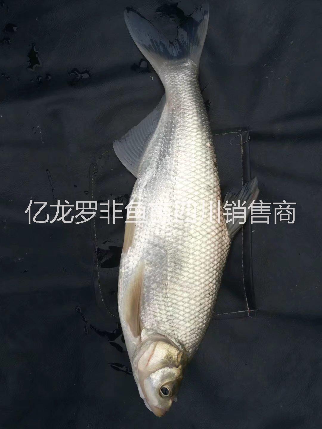 鯽魚(yú)苗圖片/鯽魚(yú)苗樣板圖 (2)