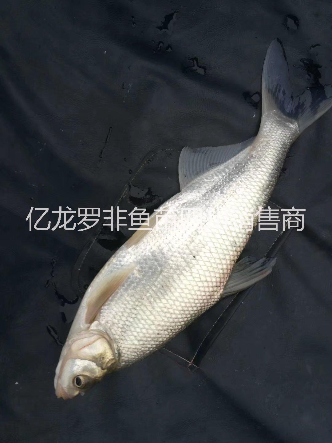 四川魚苗豐產(chǎn)鯽魚苗彭澤鯽魚苗。