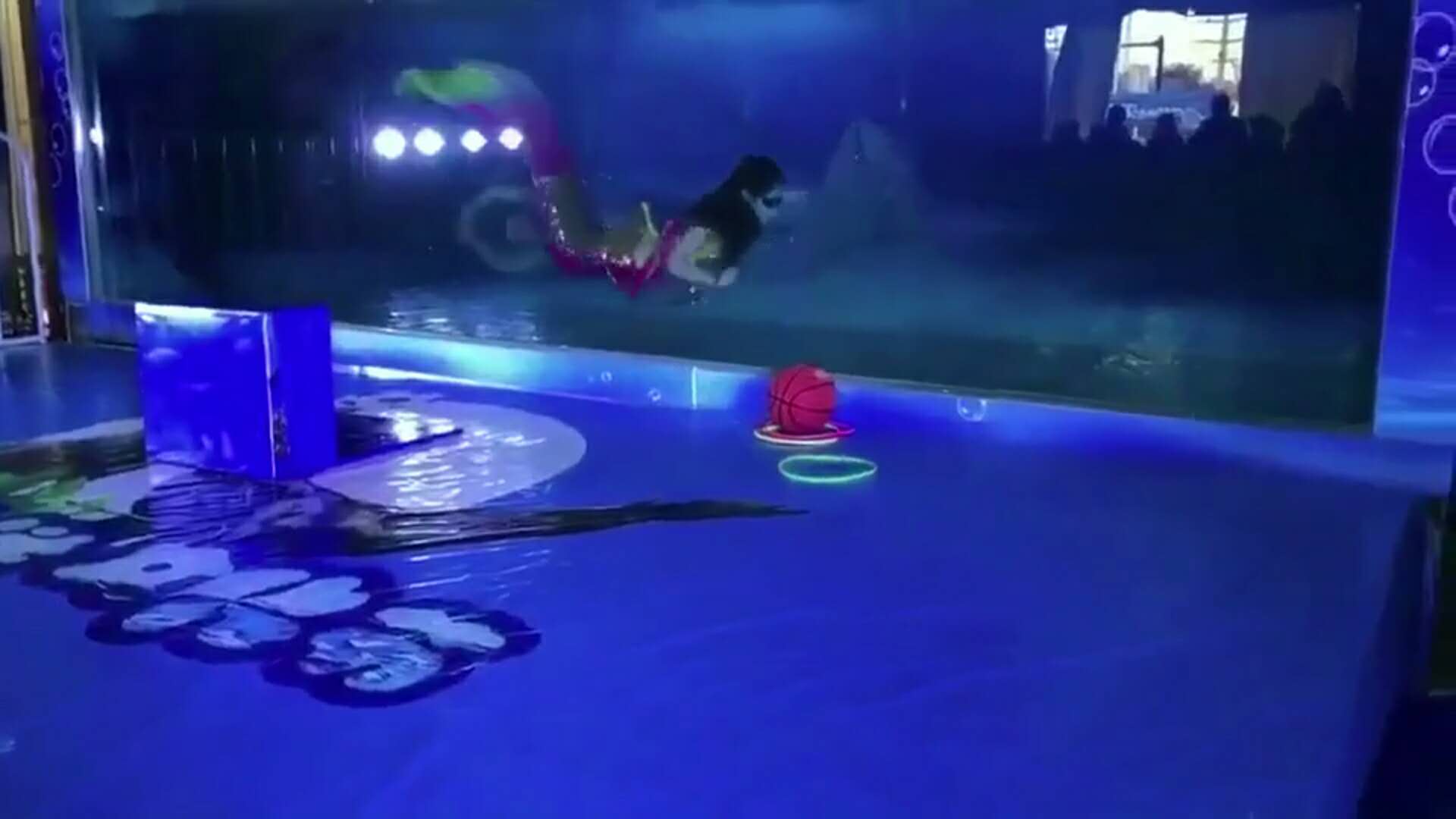 熱氣球 恐龍出租 美人魚表演出租圖片/熱氣球 恐龍出租 美人魚表演出租樣板圖 (2)