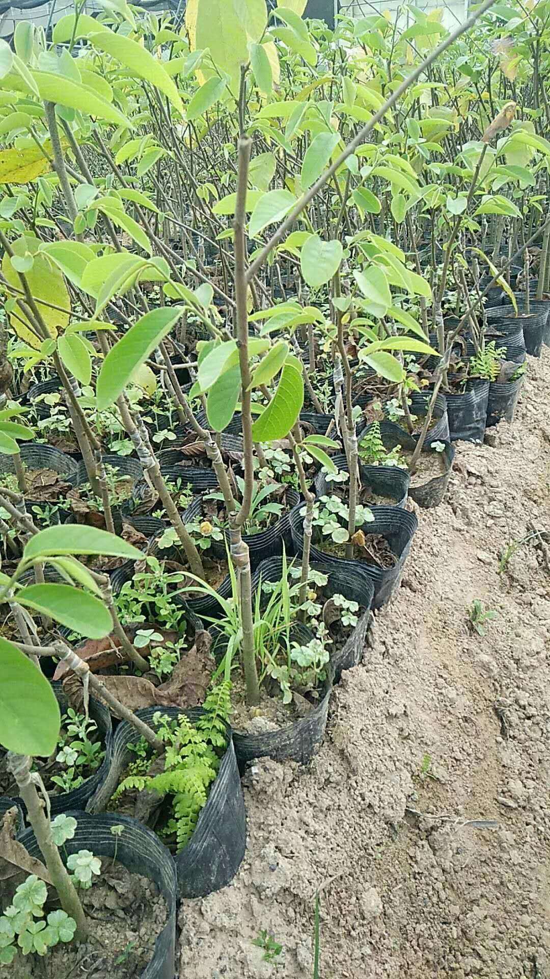 鳳梨釋迦苗 番荔枝苗圖片