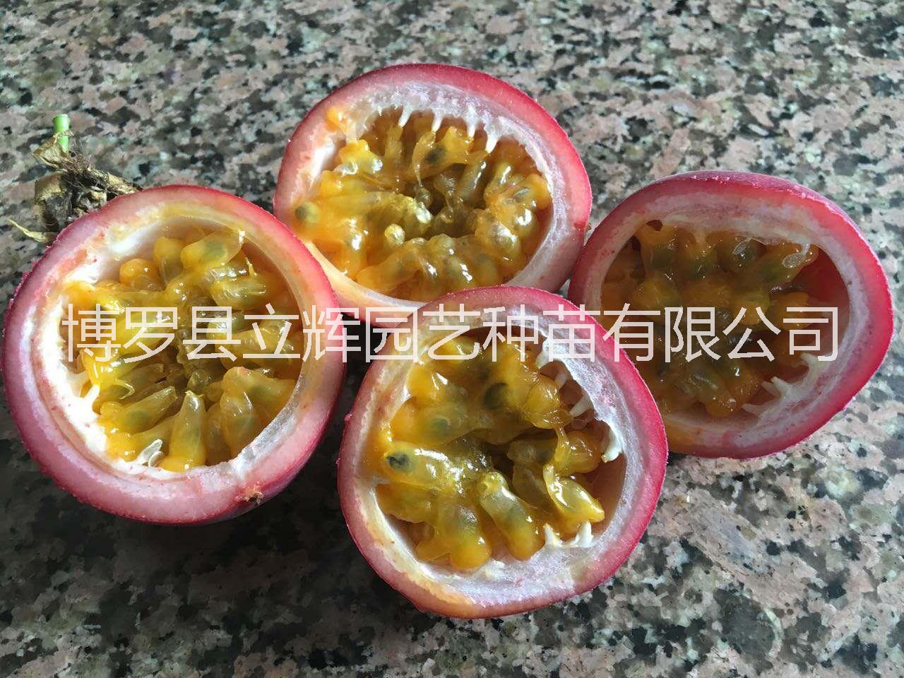 百香果苗圖片/百香果苗樣板圖 (3)