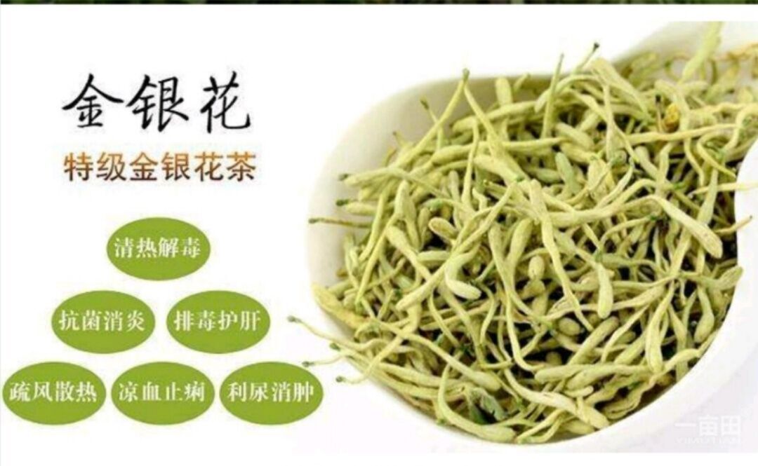 平邑金銀花圖片/平邑金銀花樣板圖 (2)
