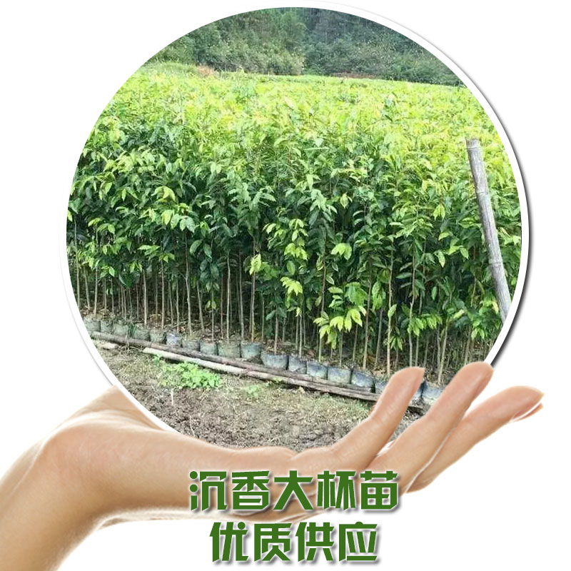 沉香大小杯苗圖片/沉香大小杯苗樣板圖 (2)