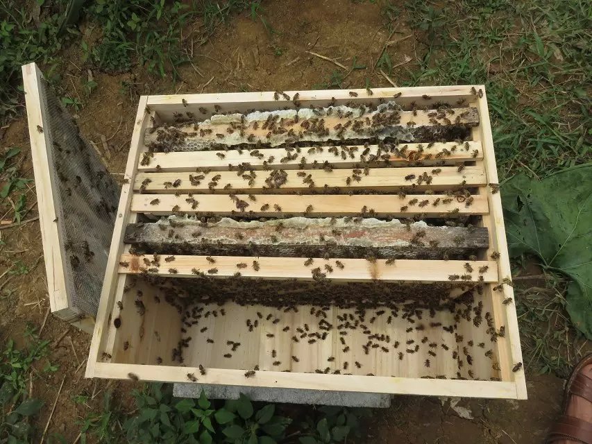 遵义市贵阳蜜蜂厂家贵阳蜜蜂 贵阳蜜蜂批发 贵阳蜜蜂报价 贵阳蜜蜂养殖