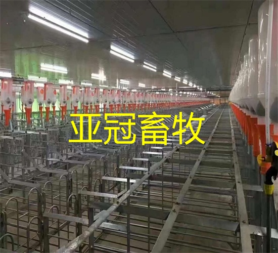 自動(dòng)化養(yǎng)豬設(shè)備圖片/自動(dòng)化養(yǎng)豬設(shè)備樣板圖 (4)