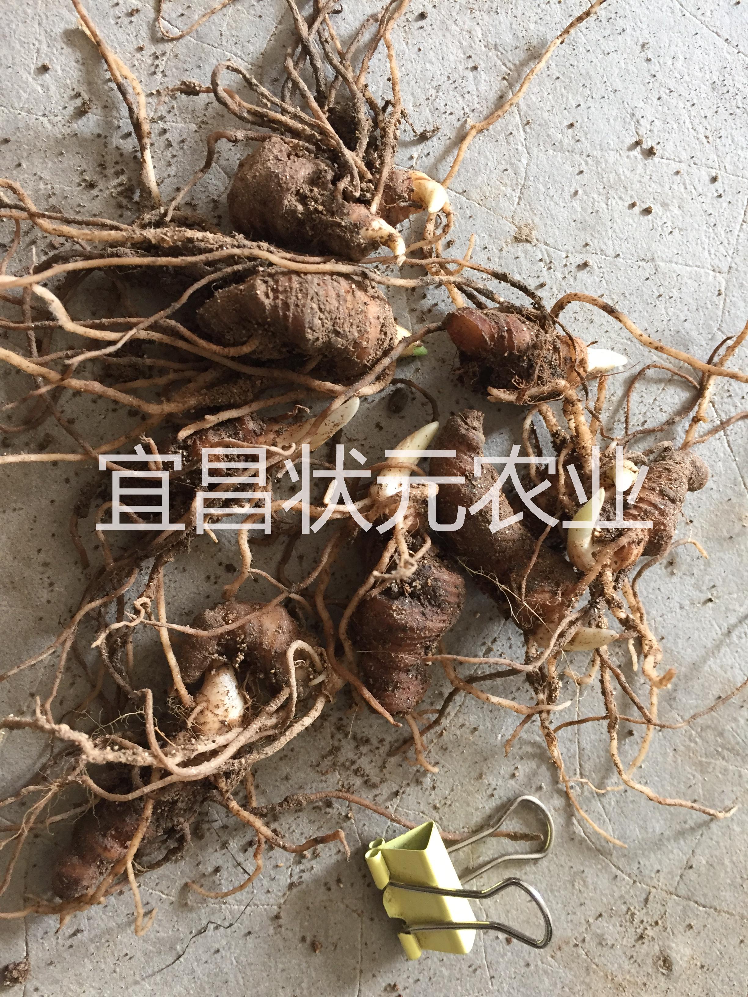 重樓  七葉一枝花種苗圖片