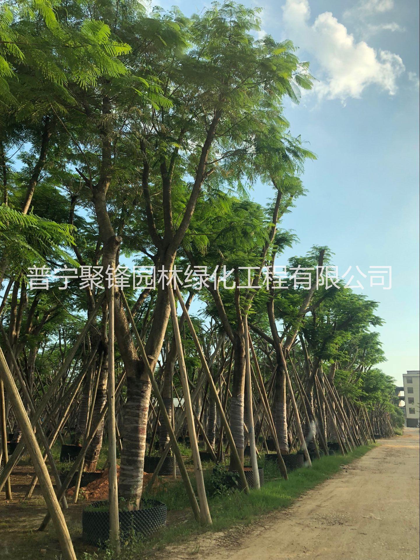 鳳凰木圖片/鳳凰木樣板圖 (4)