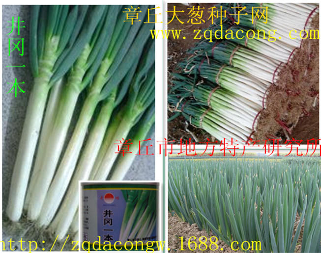 大蔥種子圖片/大蔥種子樣板圖 (4)
