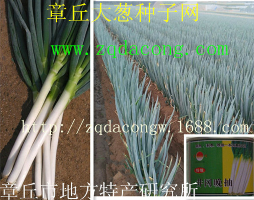 大蔥種子圖片/大蔥種子樣板圖 (2)