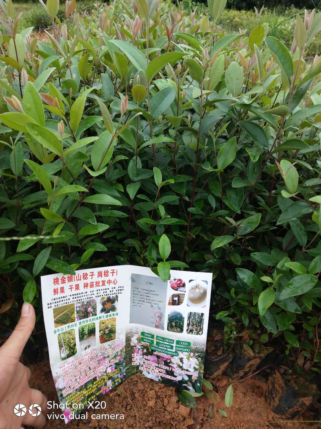 野生桃金娘圖片
