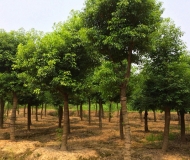 香樟圖片/香樟樣板圖 (2)