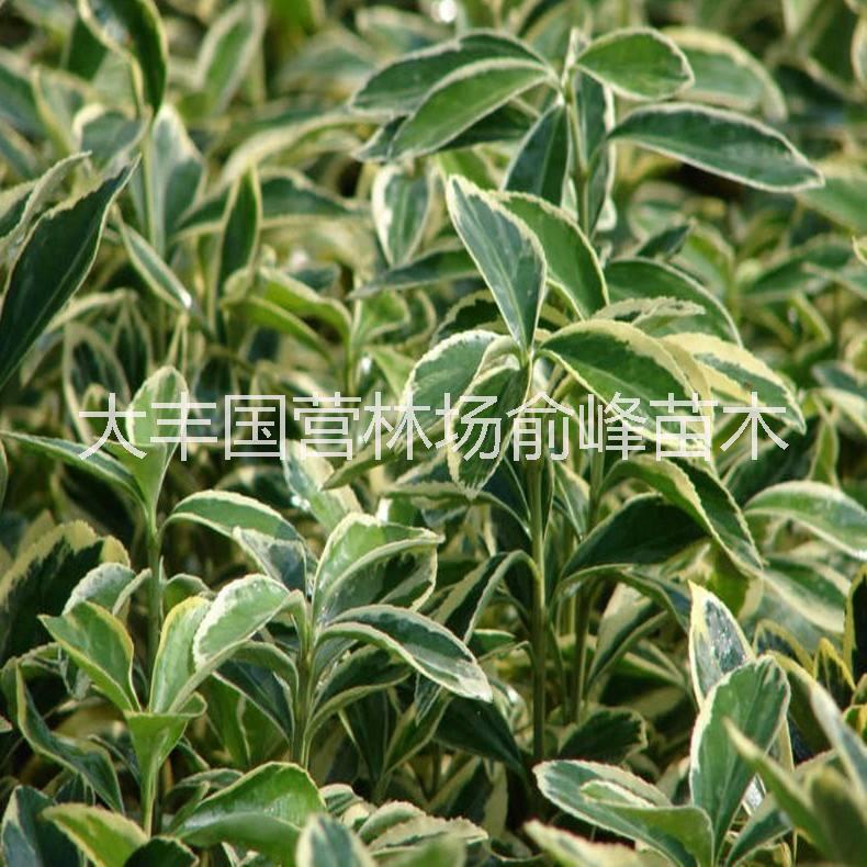 金邊黃楊圖片/金邊黃楊樣板圖 (3)