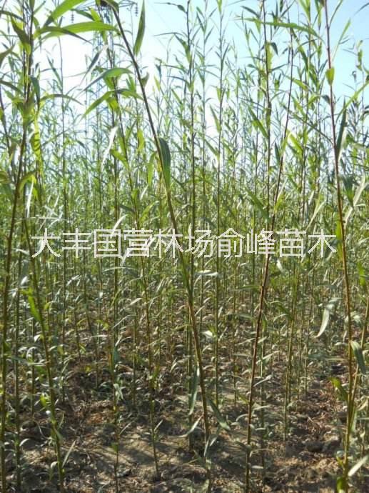 垂柳苗圖片/垂柳苗樣板圖 (2)