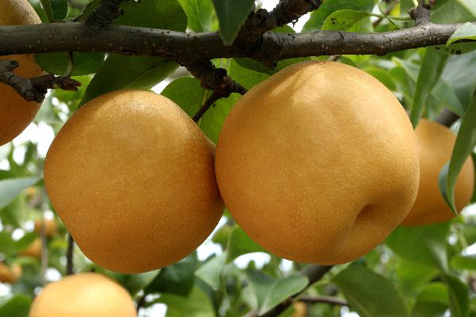 豐水梨圖片/豐水梨樣板圖 (2)