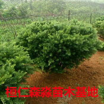 東北紅豆杉圖片/東北紅豆杉樣板圖 (2)