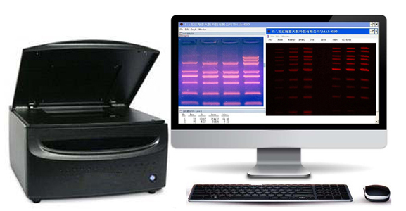 凝胶扫描仪分析系统