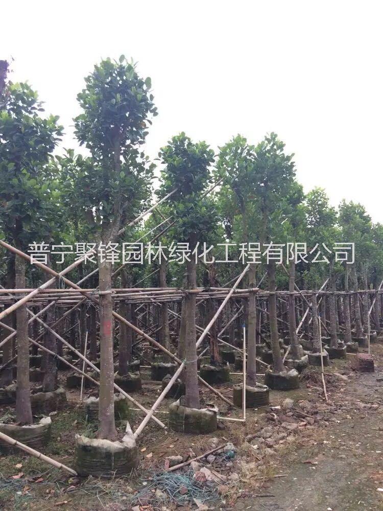 菠蘿蜜圖片/菠蘿蜜樣板圖 (1)