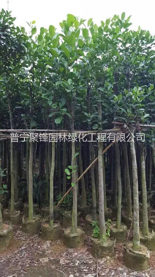 菠蘿蜜圖片/菠蘿蜜樣板圖 (2)