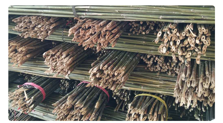 楠竹圖片/楠竹樣板圖 (3)