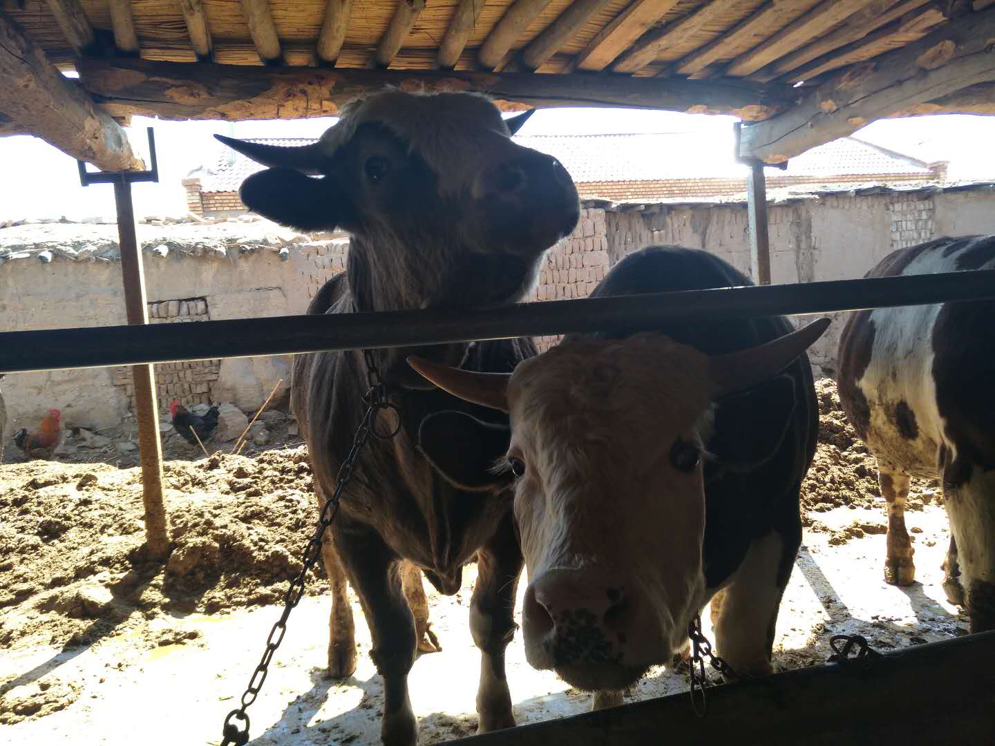 牛價格圖片/牛價格樣板圖 (1)